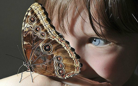 eye butterfly.jpg