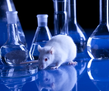 Lab rat