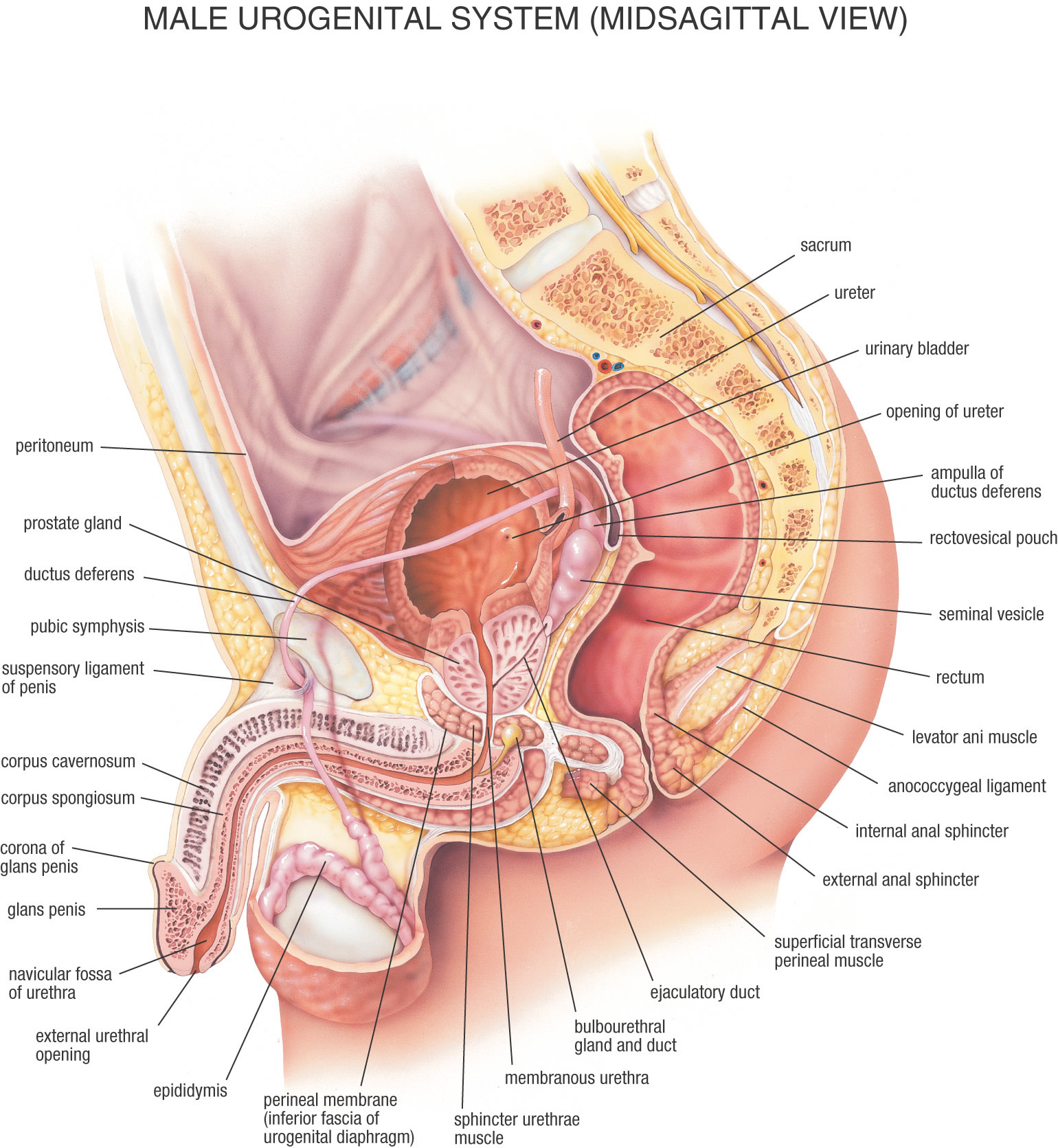 male anatomy midsagittal.jpg