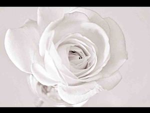 Rose of Virginity.jpg