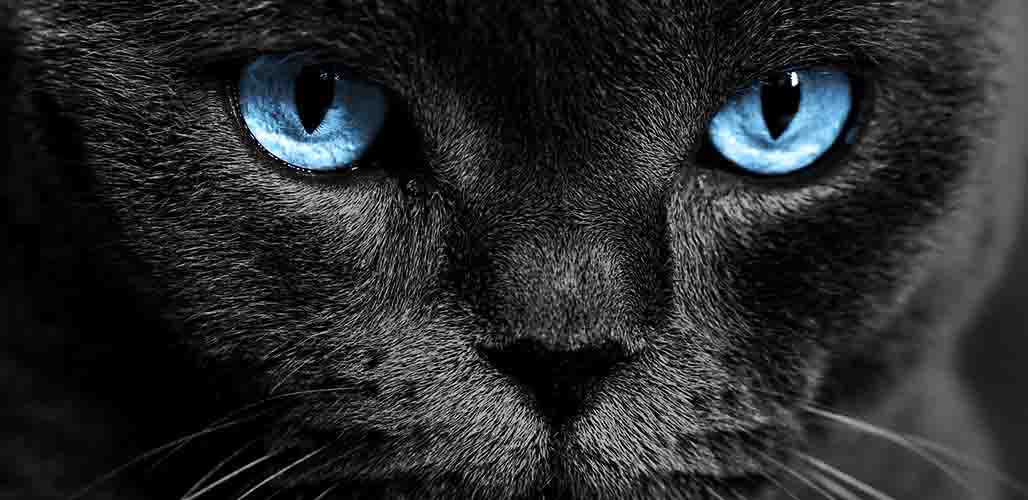 30. Black Cat.jpg