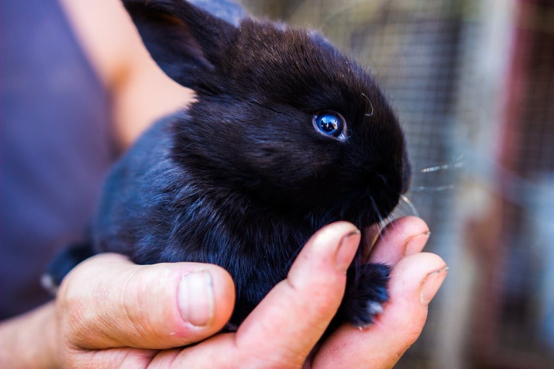 31. Black Bunny.jpeg