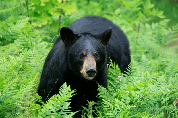 33. Bear.jpg
