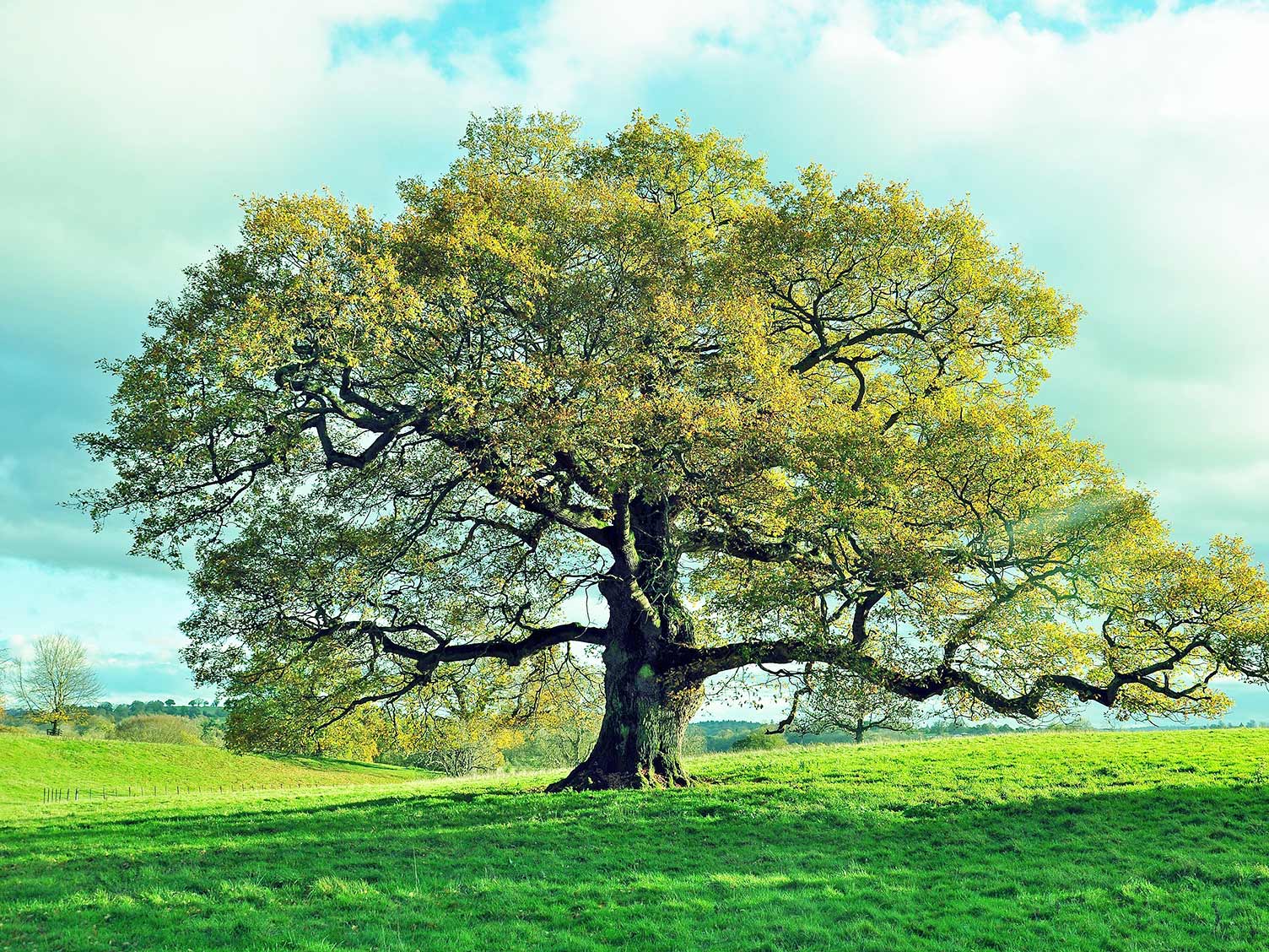 39. Oak tree.jpg
