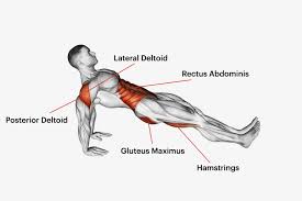reverse plank.jpg