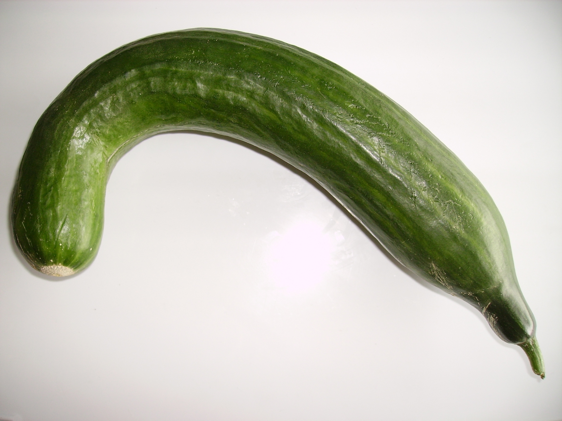 I love this cucumber. Its shape is so erotic, so incredible. I would first push its tip into my pussy and use its crooked head to titillate my G-spot. Once it would be all smeared with my juices I would then lick it lovingly. Once clean I would push it back and continue to masturbate with it until I were close to cum. And then lick it and suck it again. I would do that a couple of times until I had come around it. Then, after a last lick, I would chew it and swallow it for good.